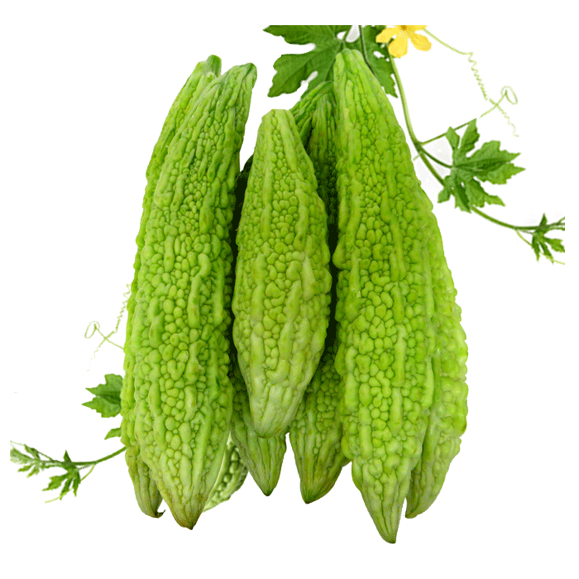 Bitter Gourd