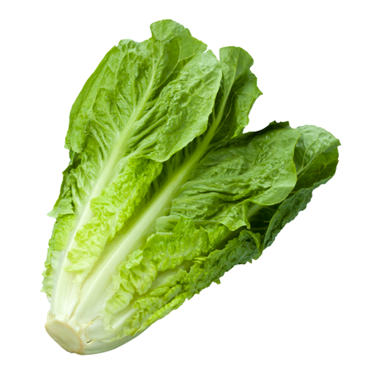 Iceberg Lettuce