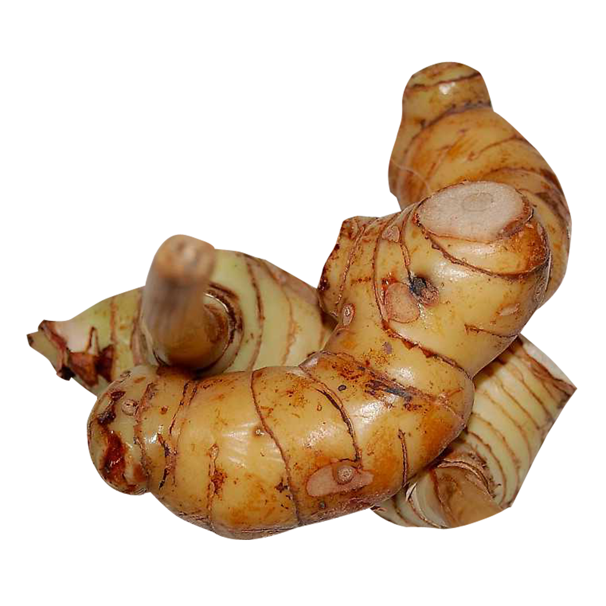 Galangal