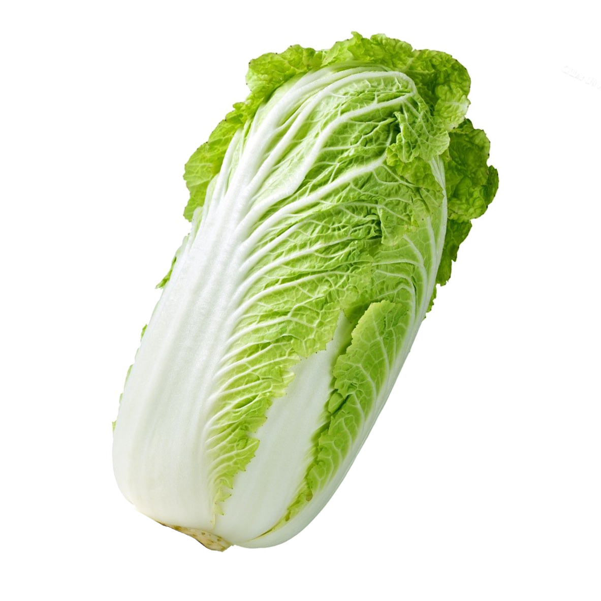 Lettuce