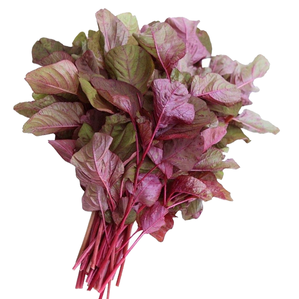 Spinach Red (Cheera)