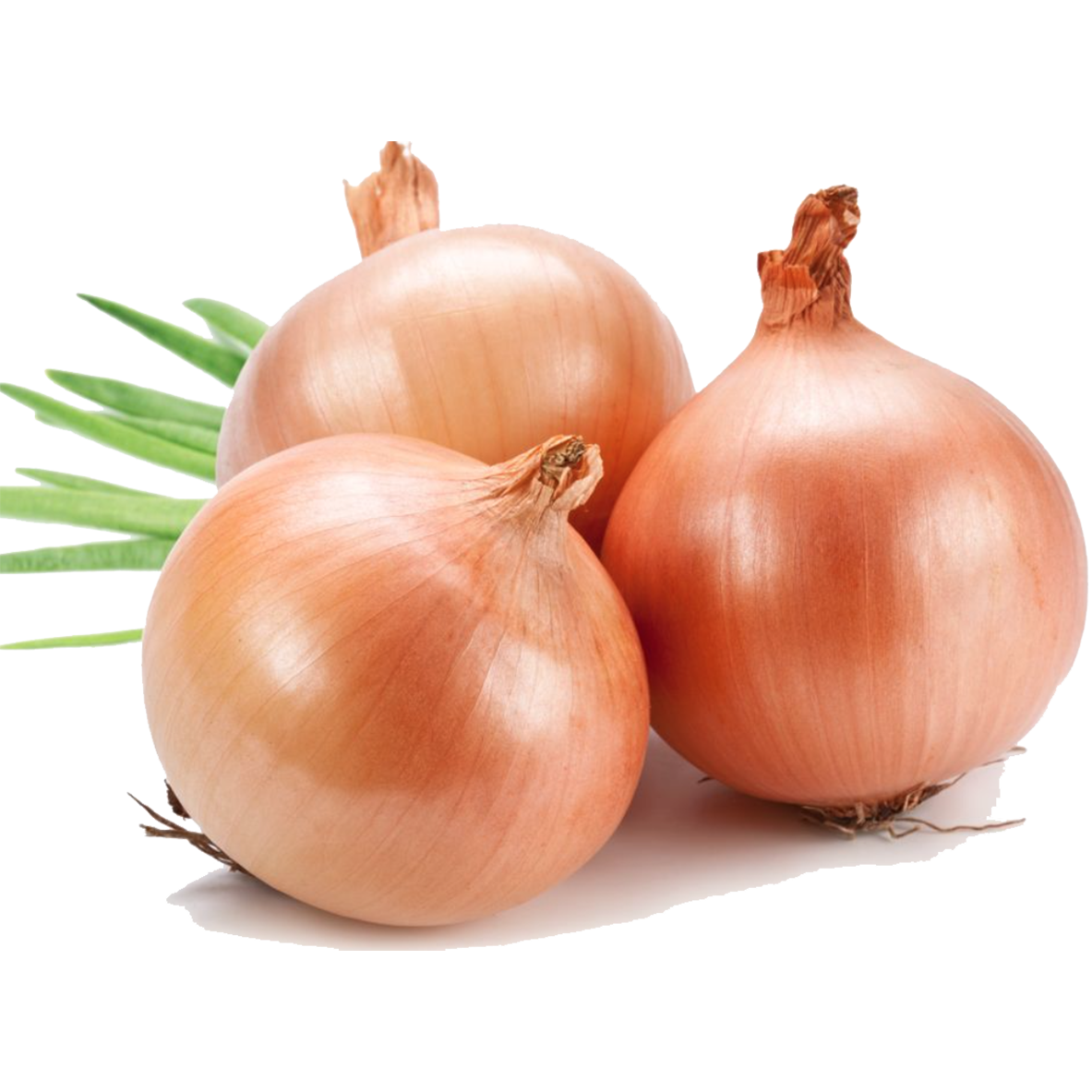 Brown Onion