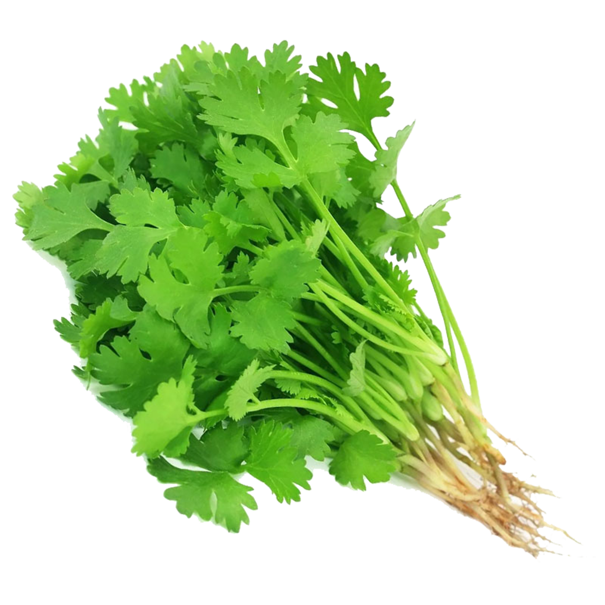 Coriander Leaves