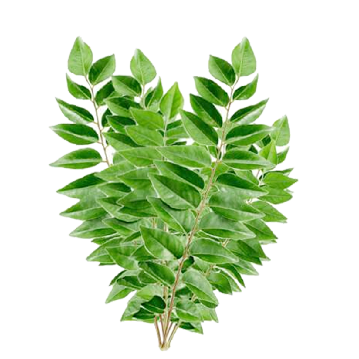 Curry Leaves