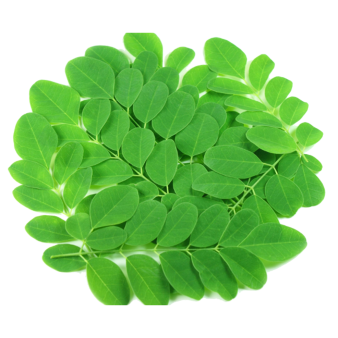 Moringa Leaf