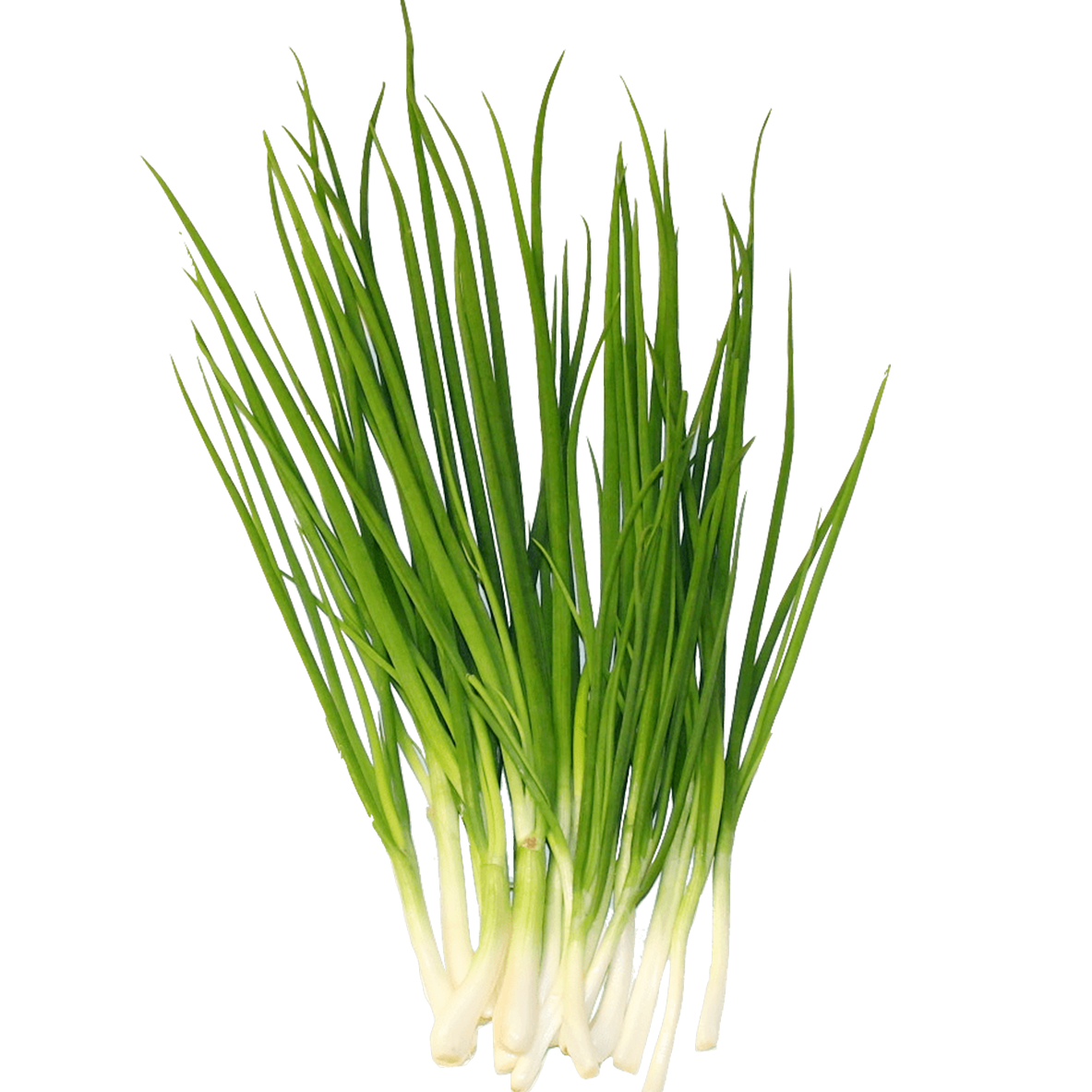 Spring Onion