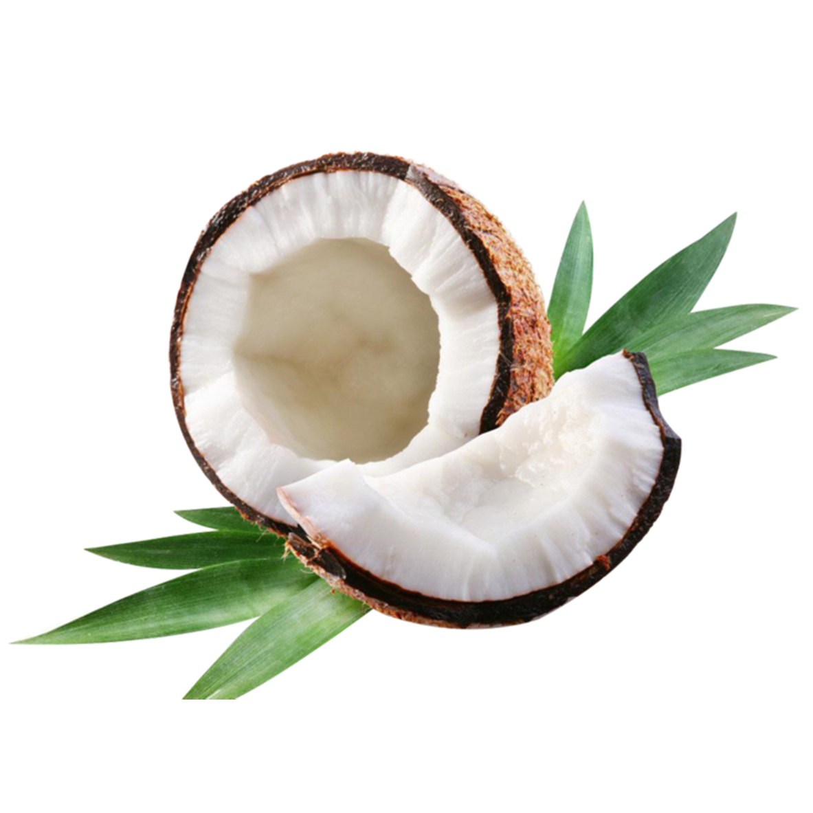 Coconut